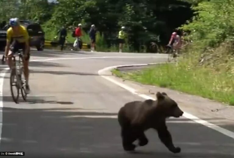 Lorenzo Finn surpris par un ours au Sibiu Cycling Tour