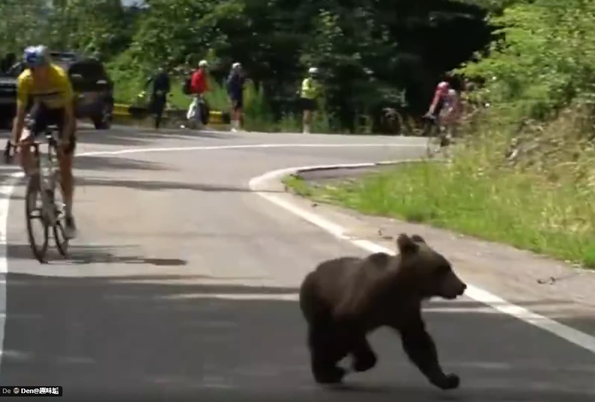 Lorenzo Finn surpris par un ours au Sibiu Cycling Tour